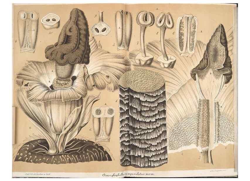 Reproducción/Reproduction 49690425812: L'Illustration horticole :. Gand, Belgium :Imprimerie et lithographie de F. et E. Gyselnyck,1854-1896.. 