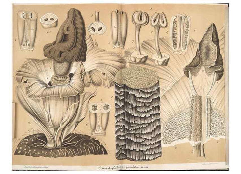 Reproducción/Reproduction 49690425812: L'Illustration horticole :. Gand, Belgium :Imprimerie et lithographie de F. et E. Gyselnyck,1854-1896.. 