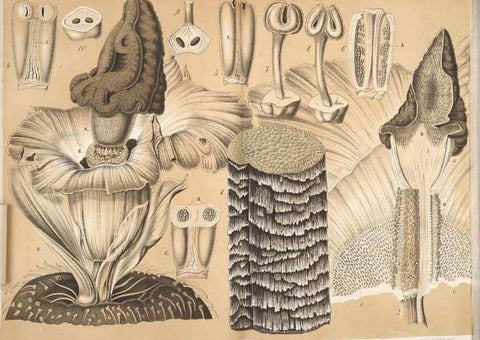 Reproducción/Reproduction 49690425812: L'Illustration horticole :. Gand, Belgium :Imprimerie et lithographie de F. et E. Gyselnyck,1854-1896.. 