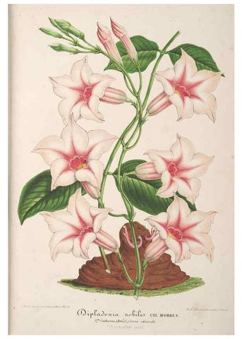 Reproducción/Reproduction 49689584393: L'Illustration horticole :. Gand, Belgium :Imprimerie et lithographie de F. et E. Gyselnyck,1854-1896.. 