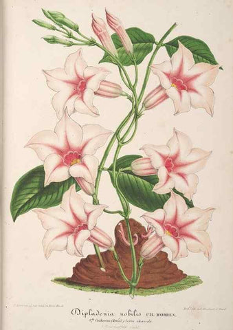 Reproducción/Reproduction 49689584393: L'Illustration horticole :. Gand, Belgium :Imprimerie et lithographie de F. et E. Gyselnyck,1854-1896.. 
