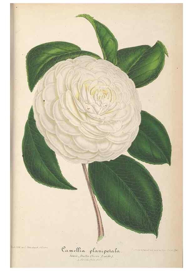 Reproducción/Reproduction 49690426382: L'Illustration horticole :. Gand, Belgium :Imprimerie et lithographie de F. et E. Gyselnyck,1854-1896.. 