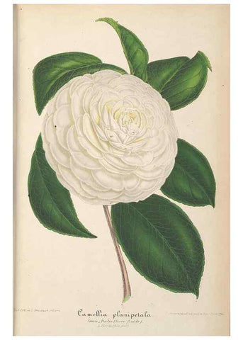 Reproducción/Reproduction 49690426382: L'Illustration horticole :. Gand, Belgium :Imprimerie et lithographie de F. et E. Gyselnyck,1854-1896.. 