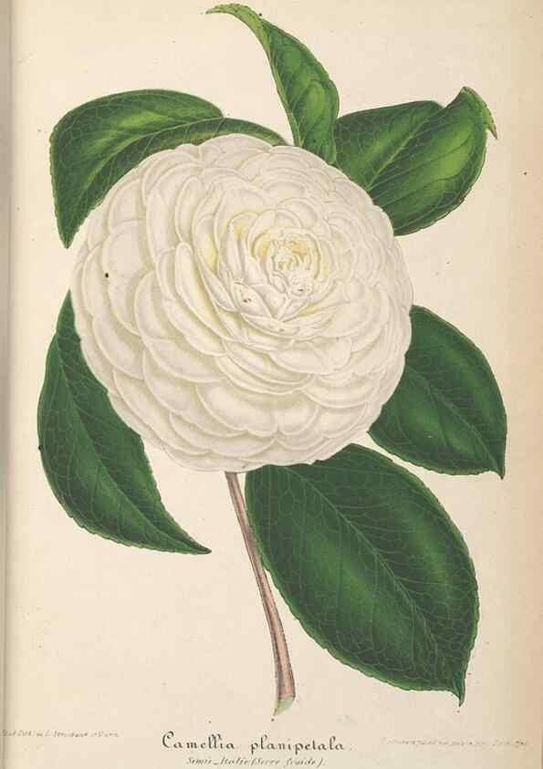 Reproducción/Reproduction 49690426382: L'Illustration horticole :. Gand, Belgium :Imprimerie et lithographie de F. et E. Gyselnyck,1854-1896.. 