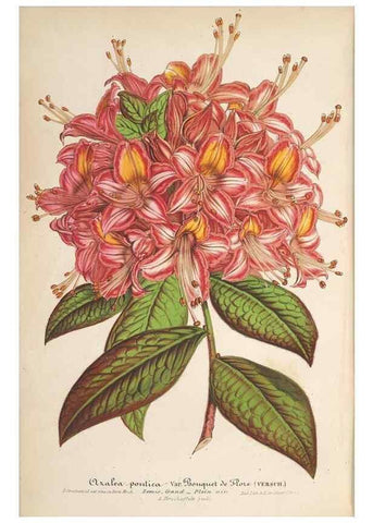 Reproducción/Reproduction 49690397347: L'Illustration horticole :. Gand, Belgium :Imprimerie et lithographie de F. et E. Gyselnyck,1854-1896.. 
