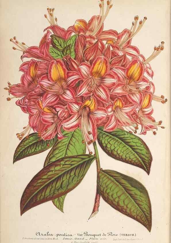 Reproducción/Reproduction 49690397347: L'Illustration horticole :. Gand, Belgium :Imprimerie et lithographie de F. et E. Gyselnyck,1854-1896.. 