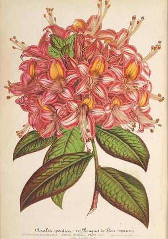 Reproducción/Reproduction 49690397347: L'Illustration horticole :. Gand, Belgium :Imprimerie et lithographie de F. et E. Gyselnyck,1854-1896.. 