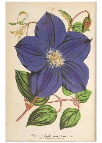 Reproducción/Reproduction 49689556258: L'Illustration horticole :. Gand, Belgium :Imprimerie et lithographie de F. et E. Gyselnyck,1854-1896.. 