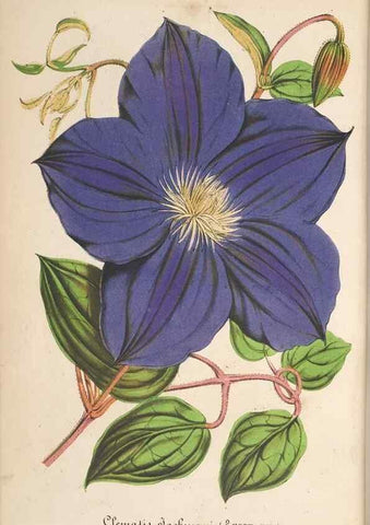 Reproducción/Reproduction 49689556258: L'Illustration horticole :. Gand, Belgium :Imprimerie et lithographie de F. et E. Gyselnyck,1854-1896.. 