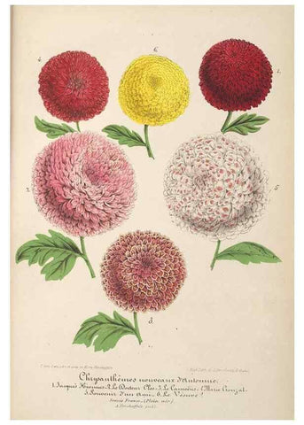 Reproducción/Reproduction 49690396992: L'Illustration horticole :. Gand, Belgium :Imprimerie et lithographie de F. et E. Gyselnyck,1854-1896.. 