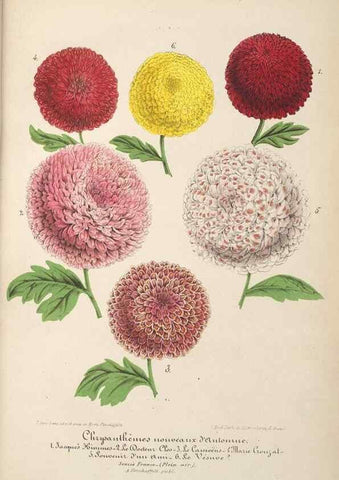 Reproducción/Reproduction 49690396992: L'Illustration horticole :. Gand, Belgium :Imprimerie et lithographie de F. et E. Gyselnyck,1854-1896.. 