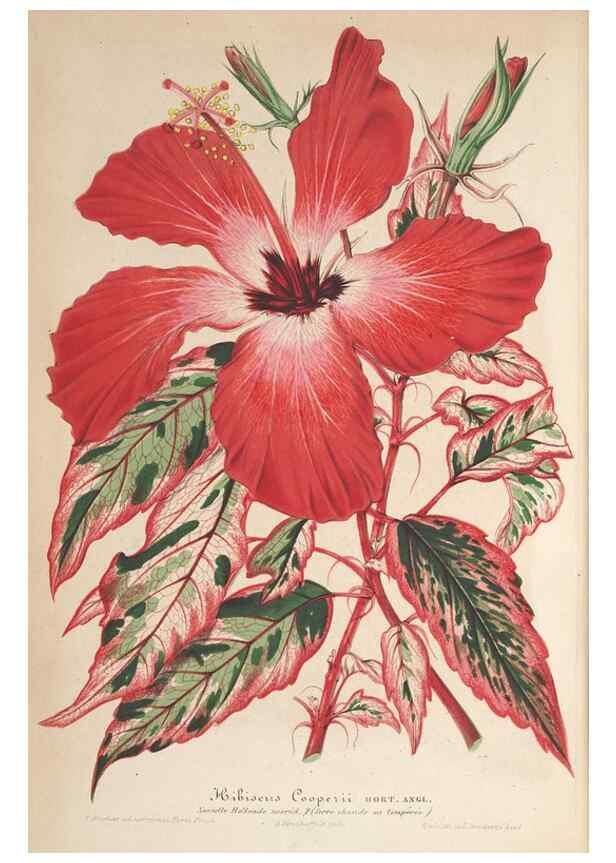 Reproducción/Reproduction 49689555948: L'Illustration horticole :. Gand, Belgium :Imprimerie et lithographie de F. et E. Gyselnyck,1854-1896.. 