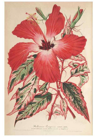 Reproducción/Reproduction 49689555948: L'Illustration horticole :. Gand, Belgium :Imprimerie et lithographie de F. et E. Gyselnyck,1854-1896.. 