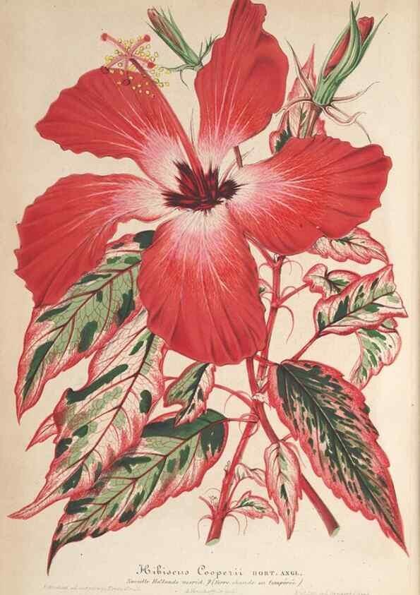 Reproducción/Reproduction 49689555948: L'Illustration horticole :. Gand, Belgium :Imprimerie et lithographie de F. et E. Gyselnyck,1854-1896.. 