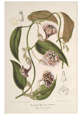 Reproducción/Reproduction 49690085571: L'Illustration horticole :. Gand, Belgium :Imprimerie et lithographie de F. et E. Gyselnyck,1854-1896.. 