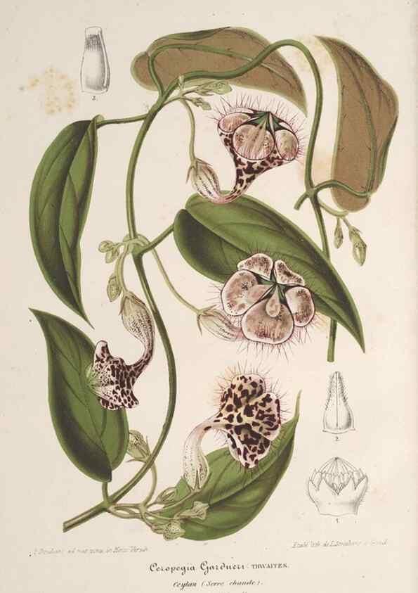 Reproducción/Reproduction 49690085571: L'Illustration horticole :. Gand, Belgium :Imprimerie et lithographie de F. et E. Gyselnyck,1854-1896.. 