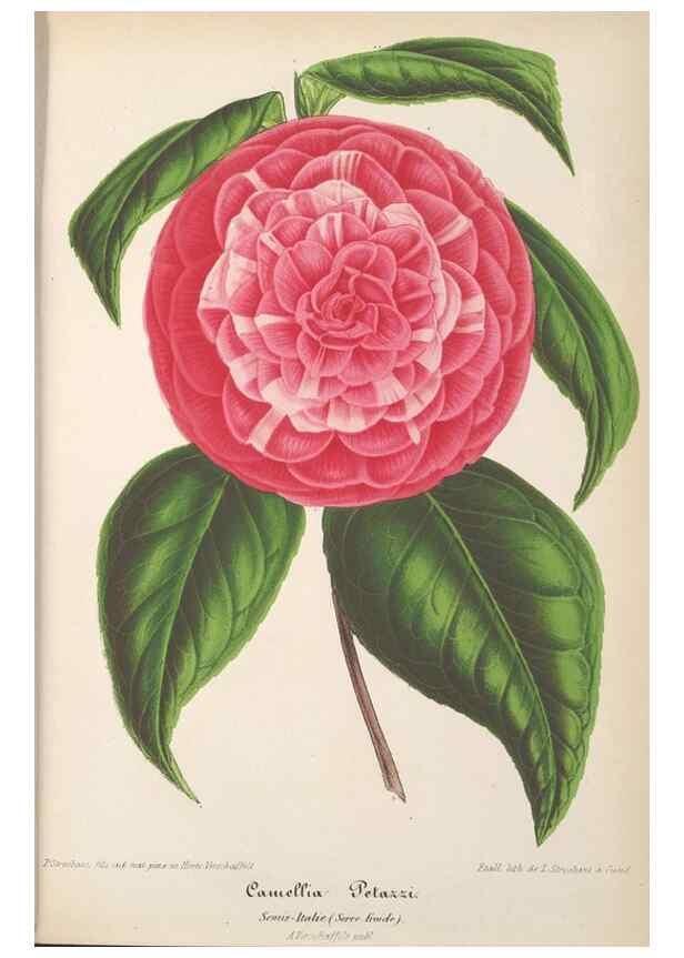 Reproducción/Reproduction 49689553143: L'Illustration horticole :. Gand, Belgium :Imprimerie et lithographie de F. et E. Gyselnyck,1854-1896.. 