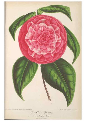 Reproducción/Reproduction 49689553143: L'Illustration horticole :. Gand, Belgium :Imprimerie et lithographie de F. et E. Gyselnyck,1854-1896.. 