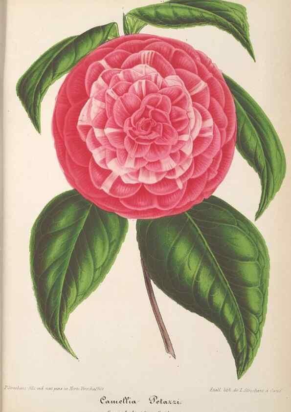 Reproducción/Reproduction 49689553143: L'Illustration horticole :. Gand, Belgium :Imprimerie et lithographie de F. et E. Gyselnyck,1854-1896.. 