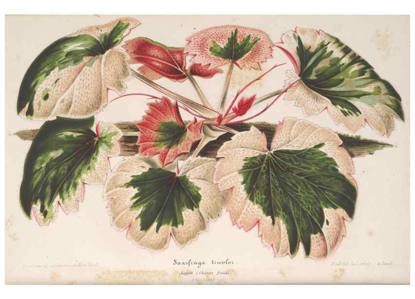 Reproducción/Reproduction 49689553308: L'Illustration horticole :. Gand, Belgium :Imprimerie et lithographie de F. et E. Gyselnyck,1854-1896.. 