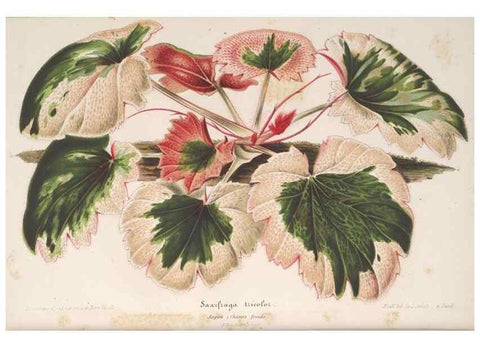 Reproducción/Reproduction 49689553308: L'Illustration horticole :. Gand, Belgium :Imprimerie et lithographie de F. et E. Gyselnyck,1854-1896.. 