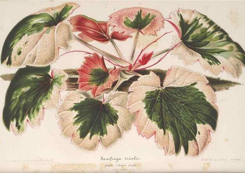 Reproducción/Reproduction 49689553308: L'Illustration horticole :. Gand, Belgium :Imprimerie et lithographie de F. et E. Gyselnyck,1854-1896.. 