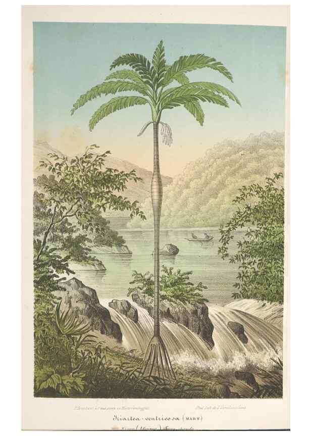 Reproducción/Reproduction 49689553498: L'Illustration horticole :. Gand, Belgium :Imprimerie et lithographie de F. et E. Gyselnyck,1854-1896.. 