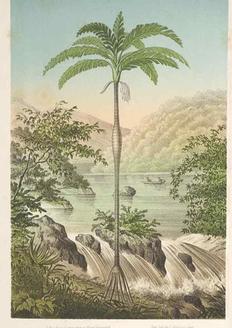 Reproducción/Reproduction 49689553498: L'Illustration horticole :. Gand, Belgium :Imprimerie et lithographie de F. et E. Gyselnyck,1854-1896.. 