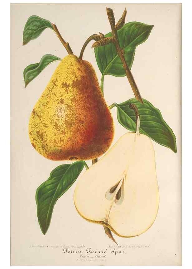Reproducción/Reproduction 49689553693: L'Illustration horticole :. Gand, Belgium :Imprimerie et lithographie de F. et E. Gyselnyck,1854-1896.. 