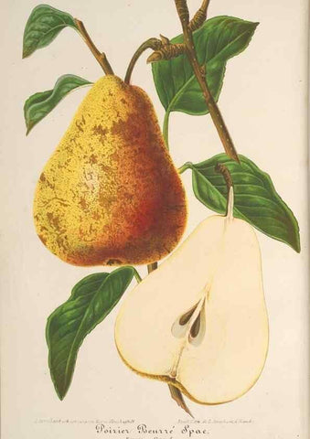 Reproducción/Reproduction 49689553693: L'Illustration horticole :. Gand, Belgium :Imprimerie et lithographie de F. et E. Gyselnyck,1854-1896.. 