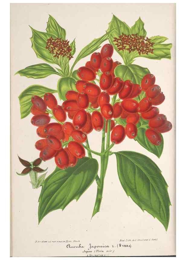 Reproducción/Reproduction 49690394632: L'Illustration horticole :. Gand, Belgium :Imprimerie et lithographie de F. et E. Gyselnyck,1854-1896.. 