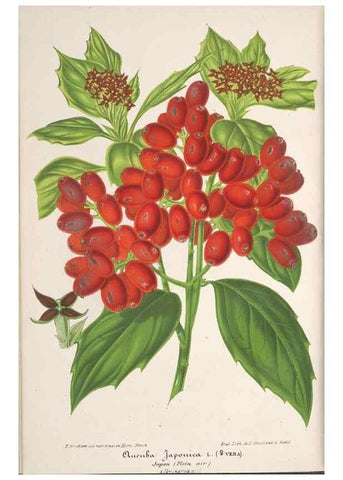 Reproducción/Reproduction 49690394632: L'Illustration horticole :. Gand, Belgium :Imprimerie et lithographie de F. et E. Gyselnyck,1854-1896.. 