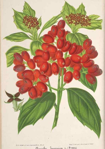 Reproducción/Reproduction 49690394632: L'Illustration horticole :. Gand, Belgium :Imprimerie et lithographie de F. et E. Gyselnyck,1854-1896.. 