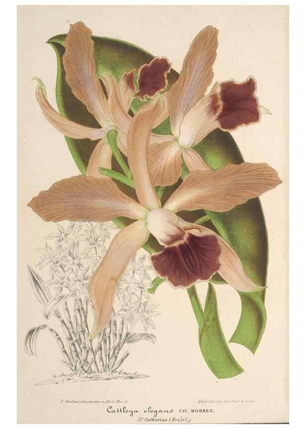 Reproducción/Reproduction 49689554148: L'Illustration horticole :. Gand, Belgium :Imprimerie et lithographie de F. et E. Gyselnyck,1854-1896.. 