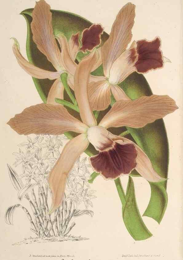 Reproducción/Reproduction 49689554148: L'Illustration horticole :. Gand, Belgium :Imprimerie et lithographie de F. et E. Gyselnyck,1854-1896.. 