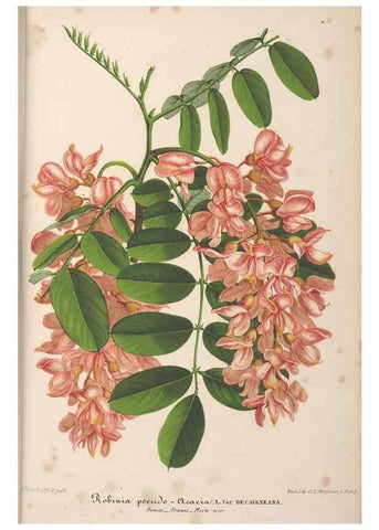Reproducción/Reproduction 49690118011: L'Illustration horticole :. Gand, Belgium :Imprimerie et lithographie de F. et E. Gyselnyck,1854-1896.. 
