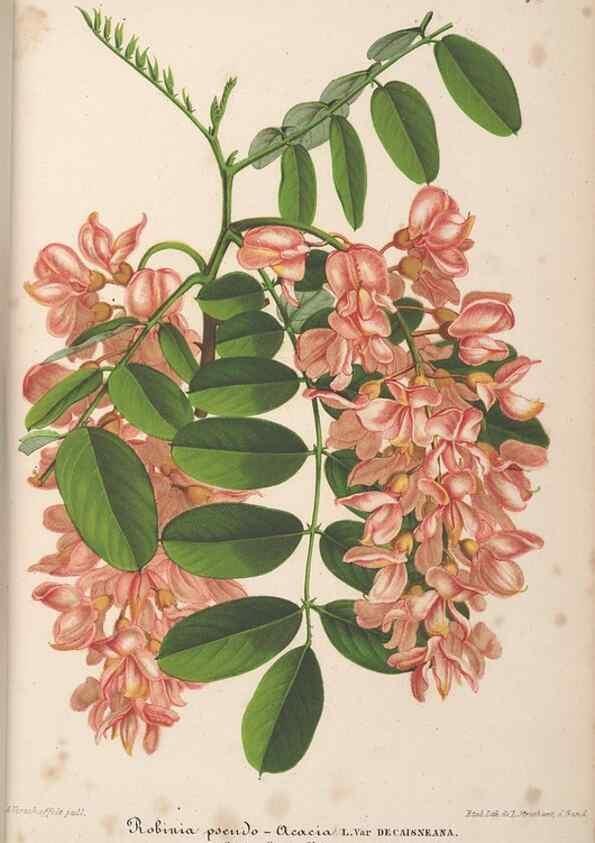 Reproducción/Reproduction 49690118011: L'Illustration horticole :. Gand, Belgium :Imprimerie et lithographie de F. et E. Gyselnyck,1854-1896.. 