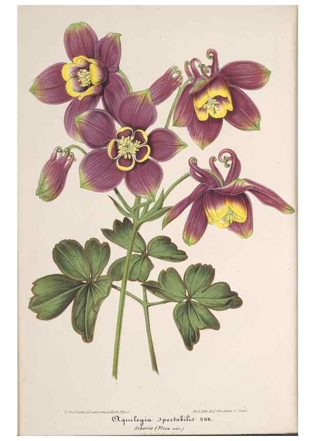 Reproducción/Reproduction 49690087146: L'Illustration horticole :. Gand, Belgium :Imprimerie et lithographie de F. et E. Gyselnyck,1854-1896.. 