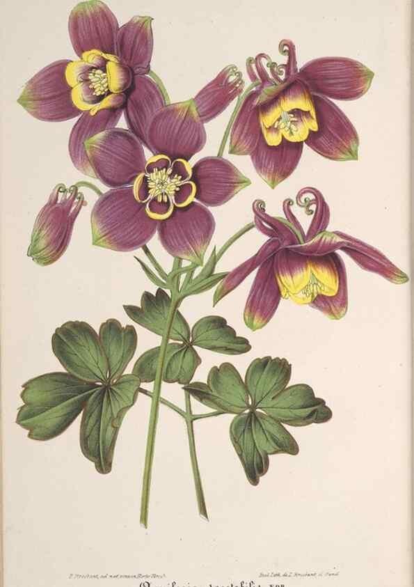 Reproducción/Reproduction 49690087146: L'Illustration horticole :. Gand, Belgium :Imprimerie et lithographie de F. et E. Gyselnyck,1854-1896.. 