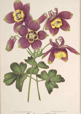 Reproducción/Reproduction 49690087146: L'Illustration horticole :. Gand, Belgium :Imprimerie et lithographie de F. et E. Gyselnyck,1854-1896.. 