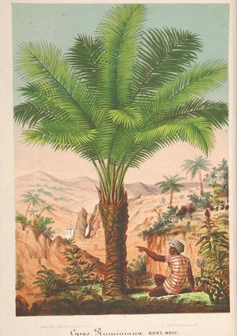 Reproducción/Reproduction 49690087556: L'Illustration horticole :. Gand, Belgium :Imprimerie et lithographie de F. et E. Gyselnyck,1854-1896.. 