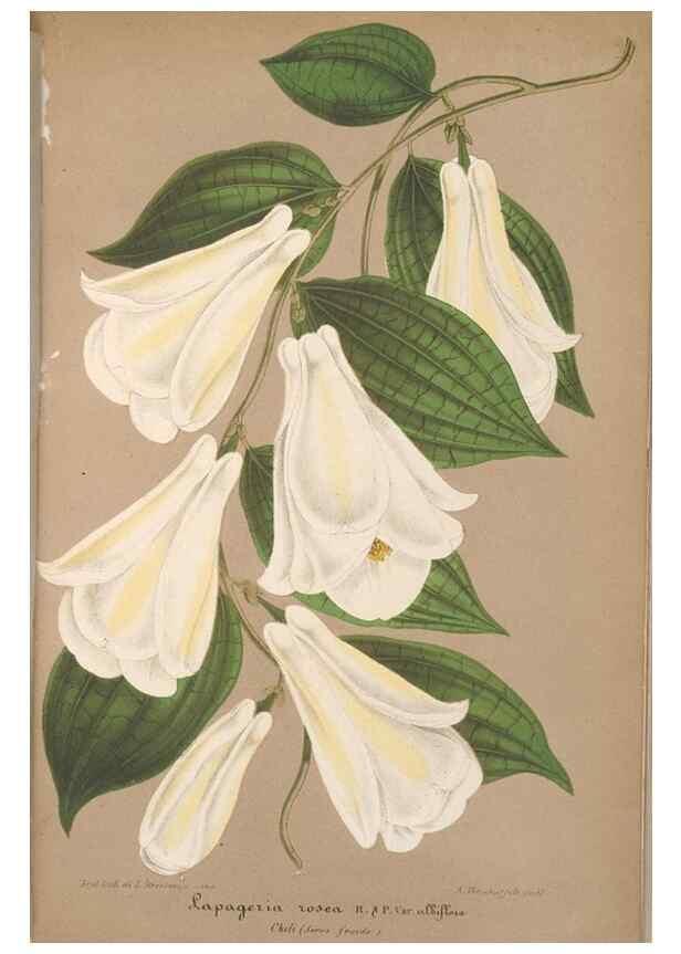 Reproducción/Reproduction 49690087721: L'Illustration horticole :. Gand, Belgium :Imprimerie et lithographie de F. et E. Gyselnyck,1854-1896.. 