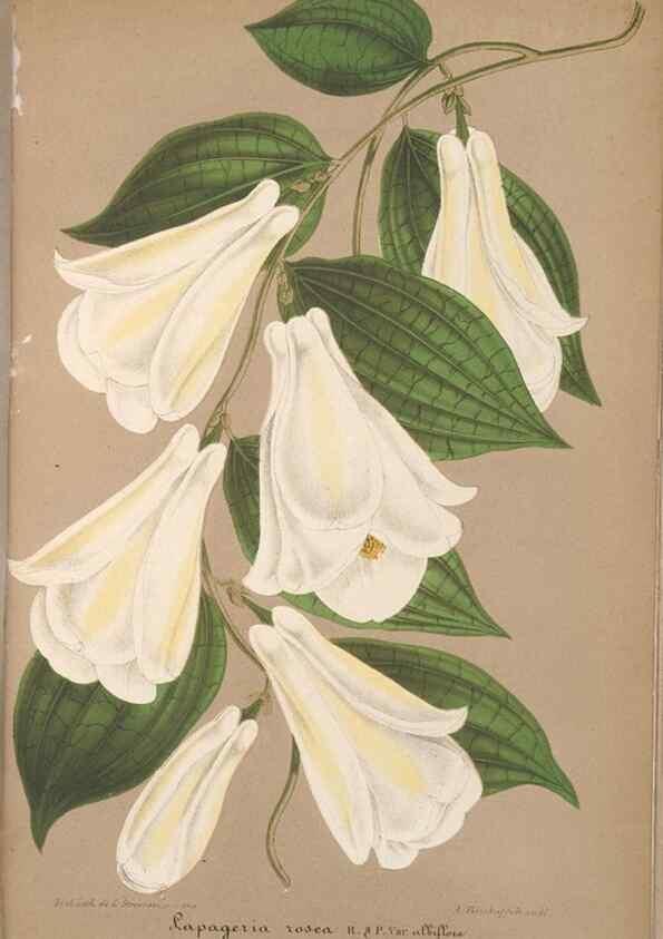 Reproducción/Reproduction 49690087721: L'Illustration horticole :. Gand, Belgium :Imprimerie et lithographie de F. et E. Gyselnyck,1854-1896.. 