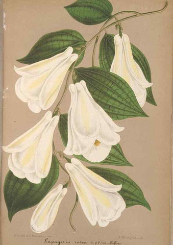 Reproducción/Reproduction 49690087721: L'Illustration horticole :. Gand, Belgium :Imprimerie et lithographie de F. et E. Gyselnyck,1854-1896.. 
