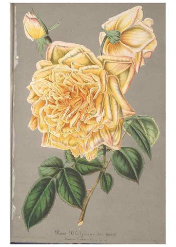 Reproducción/Reproduction 49690395897: L'Illustration horticole :. Gand, Belgium :Imprimerie et lithographie de F. et E. Gyselnyck,1854-1896.. 
