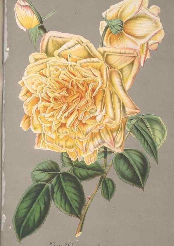 Reproducción/Reproduction 49690395897: L'Illustration horticole :. Gand, Belgium :Imprimerie et lithographie de F. et E. Gyselnyck,1854-1896.. 