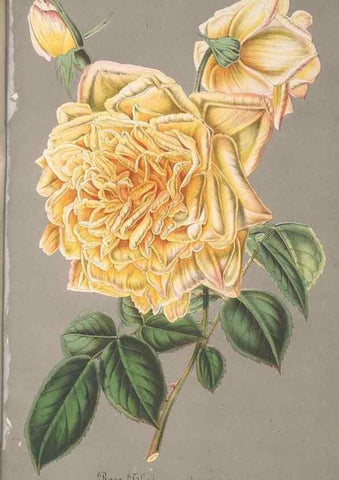 Reproducción/Reproduction 49690395897: L'Illustration horticole :. Gand, Belgium :Imprimerie et lithographie de F. et E. Gyselnyck,1854-1896.. 