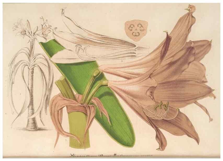 Reproducción/Reproduction 49690396062: L'Illustration horticole :. Gand, Belgium :Imprimerie et lithographie de F. et E. Gyselnyck,1854-1896.. 