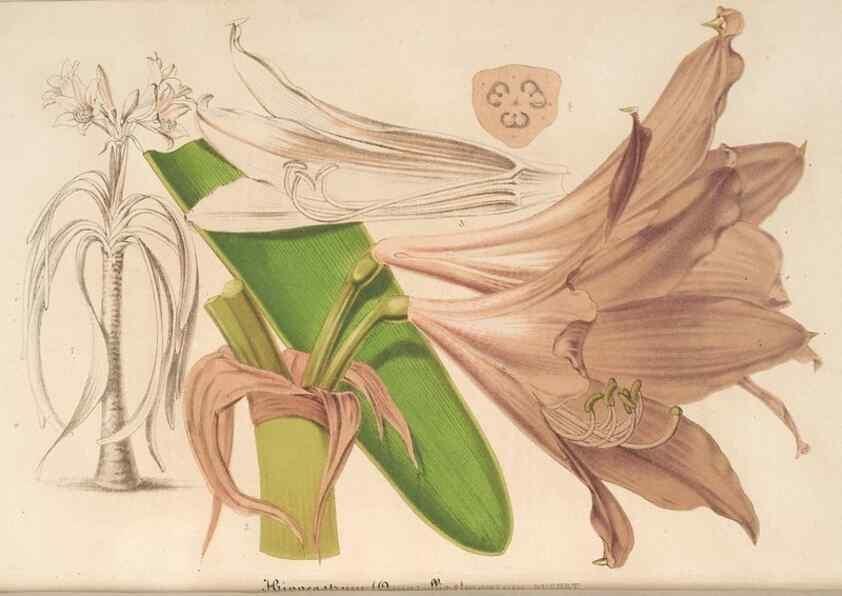 Reproducción/Reproduction 49690396062: L'Illustration horticole :. Gand, Belgium :Imprimerie et lithographie de F. et E. Gyselnyck,1854-1896.. 