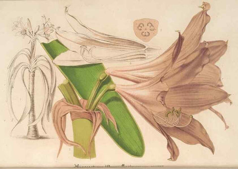 Reproducción/Reproduction 49690396062: L'Illustration horticole :. Gand, Belgium :Imprimerie et lithographie de F. et E. Gyselnyck,1854-1896.. 